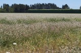 CFGaq15.jpg 79122