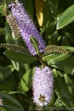 CFGaq50.jpg 79157