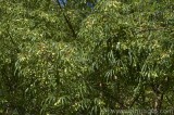 CFGaq78.jpg 79185