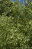 CFGaq79.jpg 79186