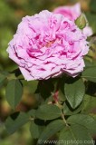 CFGaq81.jpg 79188