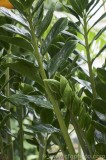 CFGas40.jpg 79347