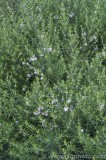 CFGav77.jpg 79698