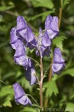 CFGav94.jpg 79715