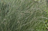 CFGaw54.jpg 79775