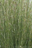 CFGaw57.jpg 79778