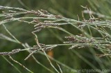 CFGaw59.jpg 79780