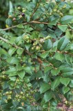 CFGaw61.jpg 79782