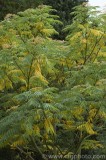 CFGaw72.jpg 79793