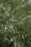 CFGaz36.jpg 80057