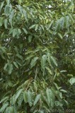 CFGaz37.jpg 80058