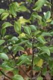 CFGaz84.jpg 80105