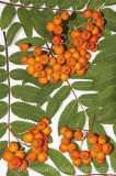 CFGb859.jpg 60030