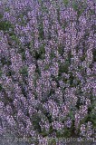 CFGb884.jpg 57836
