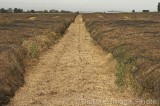 CFGb908.jpg 74053