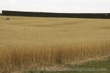 CFGb915.jpg 64543