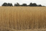CFGb916.jpg 64544