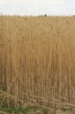 CFGb917.jpg 64545