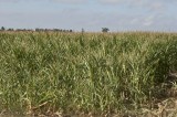 CFGb926.jpg 65051
