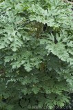 CFGbb87.jpg 80317