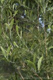 CFGbc06.jpg 80336
