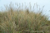 CFGbc36.jpg 80366