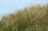 CFGbc37.jpg 80367