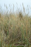 CFGbc38.jpg 80368