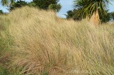 CFGbc40.jpg 80370
