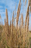 CFGbc42.jpg 80372
