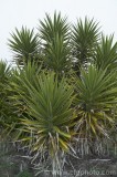 CFGbc64.jpg 80394