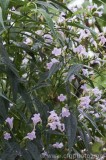 CFGbd39.jpg 80469