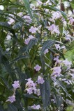 CFGbd40.jpg 80470