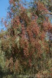 CFGbe79.jpg 80609