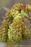 CFGbg54.jpg 80784