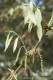CFGbi66.jpg 80996