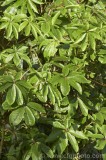 CFGbj10.jpg 81040
