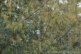CFGbj69.jpg 81099