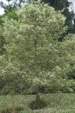 CFGbk11.jpg 81141