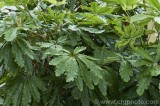 CFGbk72.jpg 81202