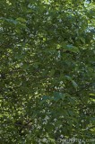 CFGbl43.jpg 81273