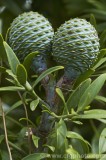 CFGbl69.jpg 81299
