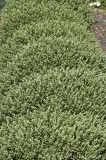 CFGbp06.jpg 81636