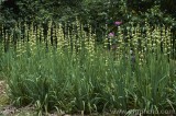 CFGbp07.jpg 81637