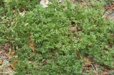 CFGbp17.jpg 81647
