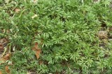CFGbp19.jpg 81649