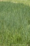 CFGbp65.jpg 81695