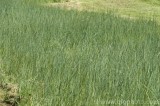 CFGbp66.jpg 81696