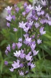 CFGbr08.jpg 81838