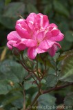 CFGbr35.jpg 81865